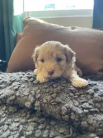 Dolce, a female Poodle - Toy  and Havapoo for sale in San Diego, CA – 5 of 7