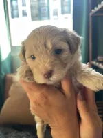 Dolce, a female Poodle - Toy  and Havapoo for sale in San Diego, CA – 3 of 7