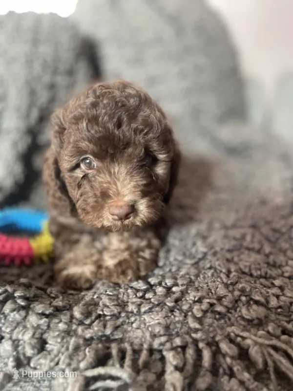 Sofia – Cockapoo, Havapoo puppy for sale in San Diego, CA