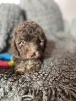 Sofia, a female Cockapoo and Havapoo for sale in San Diego, CA – 1 of 8