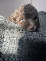 Sofia, a female Cockapoo and Havapoo for sale in San Diego, CA – 7 of 8