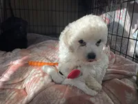 Leo, a male Cockapoo and Havapoo for sale in San Diego, CA – 7 of 8