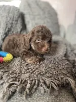 Sofia, a female Cockapoo and Havapoo for sale in San Diego, CA – 3 of 8