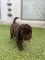 Sandy , a female Cockapoo and Havapoo for sale in San Diego, CA – Photo 2 of 9