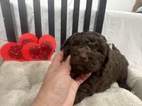 Sandy , a female Cockapoo and Havapoo for sale in San Diego, CA – Photo 4 of 9