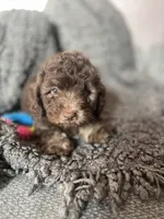 Sofia, a female Cockapoo and Havapoo for sale in San Diego, CA – 6 of 8