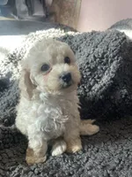 Leo, a male Cockapoo and Havapoo for sale in San Diego, CA – 8 of 8