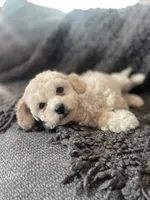 Leo, a male Cockapoo and Havapoo for sale in San Diego, CA – 4 of 8