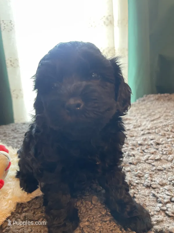 Lily – Poodle - Toy , Havapoo puppy for sale in San Diego, CA