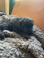 Lily, a female Poodle - Toy  and Havapoo for sale in San Diego, CA – 8 of 9