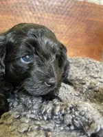 Lily, a female Poodle - Toy  and Havapoo for sale in San Diego, CA – 4 of 9