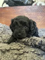Lily, a female Poodle - Toy  and Havapoo for sale in San Diego, CA – 1 of 9
