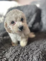 Leo, a male Cockapoo and Havapoo for sale in San Diego, CA – 5 of 8