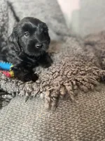 Nevaeh, a female Cockapoo and Havapoo for sale in San Diego, CA – 9 of 10
