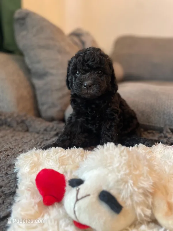 Penelope – Poodle - Toy , Havapoo puppy for sale in San Diego, CA