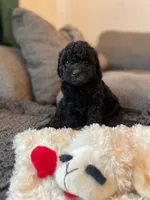 Penelope, a female Havapoo for sale in San Diego, CA – 1 of 10