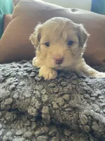Dolce, a female Poodle - Toy  and Havapoo for sale in San Diego, CA – 6 of 7