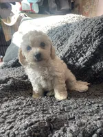 Leo, a male Cockapoo and Havapoo for sale in San Diego, CA – 3 of 8