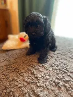 Lily, a female Havapoo for sale in San Diego, CA – 4 of 7