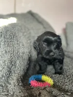 Nevaeh, a female Cockapoo and Havapoo for sale in San Diego, CA – 3 of 10