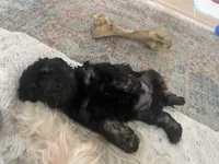 Chance, a male Cockapoo and Havapoo for sale in San Diego, CA – Photo 4 of 10