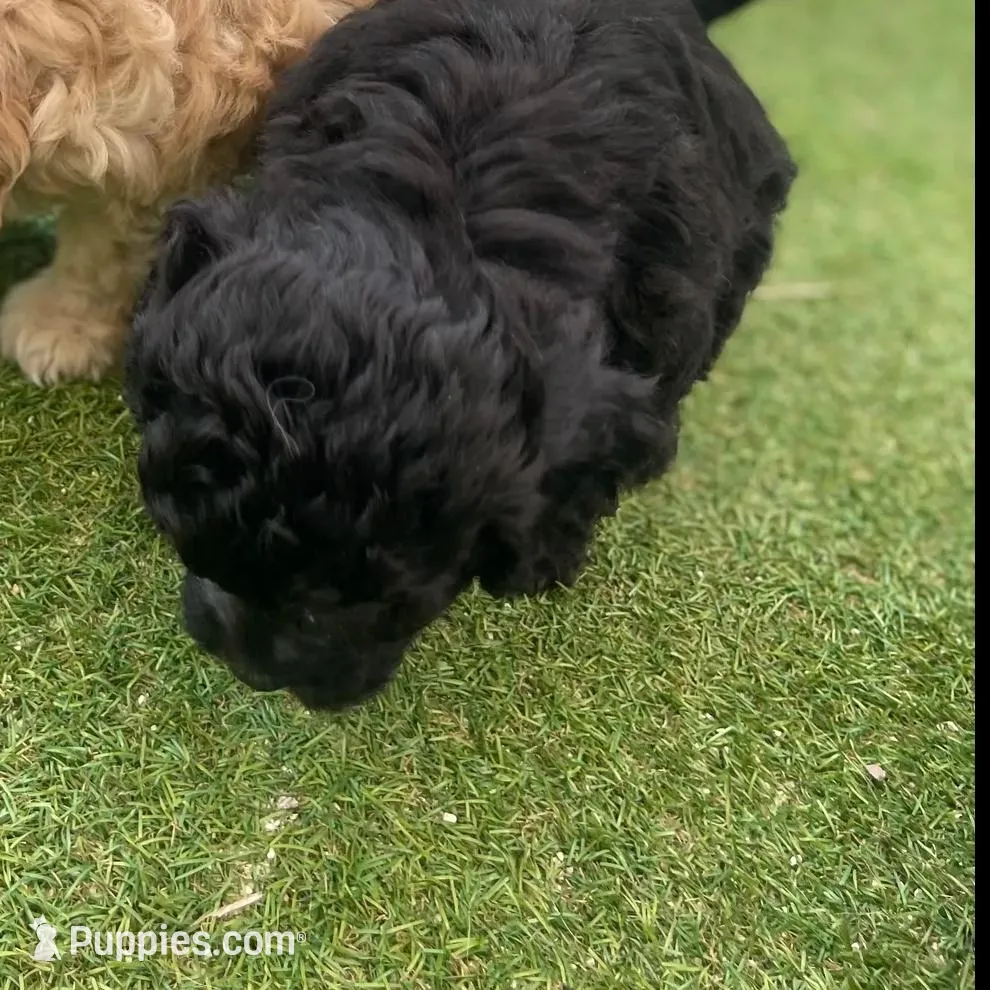 Chance, a male Cockapoo and Havapoo for sale in San Diego, CA – Photo 6 of 10