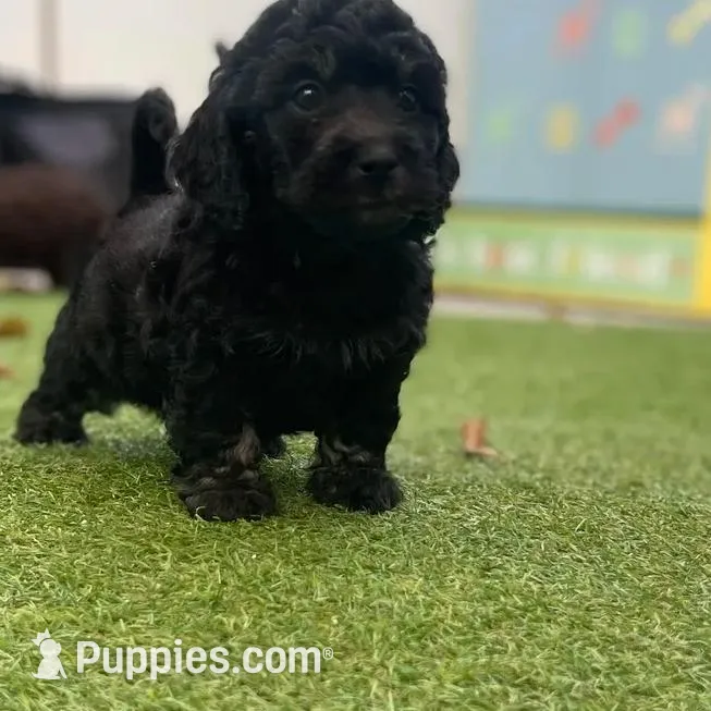 Chance, a male Cockapoo and Havapoo for sale in San Diego, CA – Photo 2 of 10