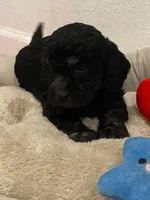 Chance, a male Cockapoo and Havapoo for sale in San Diego, CA – Photo 10 of 10