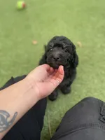 Chance, a male Cockapoo and Havapoo for sale in San Diego, CA – Photo 1 of 10