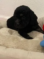 Chance, a male Cockapoo and Havapoo for sale in San Diego, CA – Photo 7 of 10