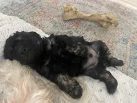 Chance, a male Cockapoo and Havapoo for sale in San Diego, CA – Photo 8 of 10