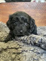 Lily, a female Poodle - Toy  and Havapoo for sale in San Diego, CA – 6 of 9