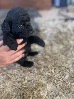 Penelope, a female Poodle - Toy  and Havapoo for sale in San Diego, CA – 9 of 10