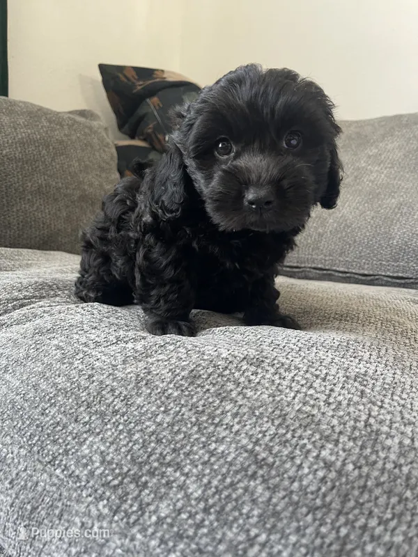 Olive – Poodle - Toy , Havapoo puppy for sale in San Diego, CA