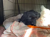 Nevaeh, a female Cockapoo and Havapoo for sale in San Diego, CA – 5 of 10