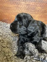 Lily, a female Poodle - Toy  and Havapoo for sale in San Diego, CA – 2 of 9