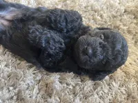 Penelope, a female Poodle - Toy  and Havapoo for sale in San Diego, CA – 8 of 10