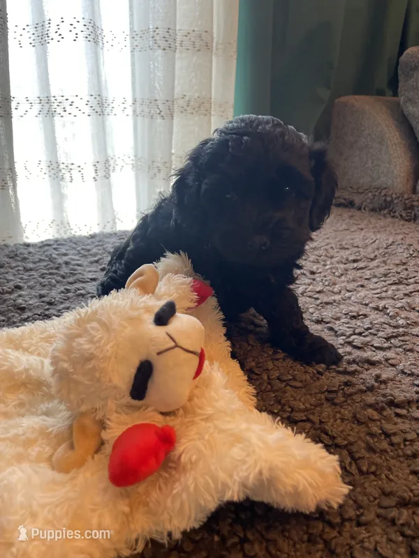 Olive – Poodle - Toy , Havapoo puppy for sale in San Diego, CA