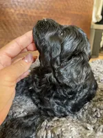 Lily, a female Poodle - Toy  and Havapoo for sale in San Diego, CA – 5 of 9
