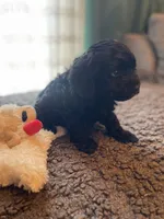Lily, a female Havapoo for sale in San Diego, CA – 5 of 7