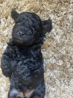Penelope, a female Poodle - Toy  and Havapoo for sale in San Diego, CA – 3 of 10