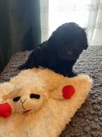 Olive, a female Havapoo for sale in San Diego, CA – 4 of 5