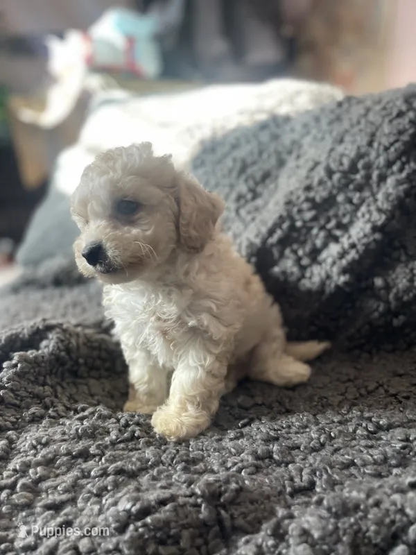 Leo – Cockapoo, Havapoo puppy for sale in San Diego, CA