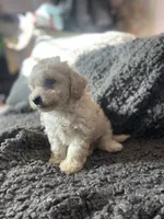 Leo, a male Cockapoo and Havapoo for sale in San Diego, CA – 6 of 8