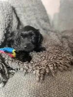 Nevaeh, a female Cockapoo and Havapoo for sale in San Diego, CA – 6 of 10