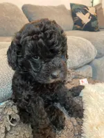 Penelope, a female Havapoo for sale in San Diego, CA – 8 of 10