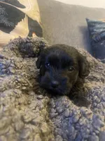 Olive, a female Poodle - Toy  and Havapoo for sale in San Diego, CA – 2 of 6
