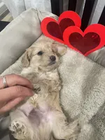 Sam, a male Cockapoo and Havapoo for sale in San Diego, CA – Photo 7 of 10