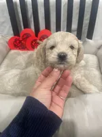 Sam, a male Cockapoo and Havapoo for sale in San Diego, CA – Photo 5 of 10