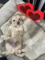 Sam, a male Cockapoo and Havapoo for sale in San Diego, CA – Photo 8 of 10